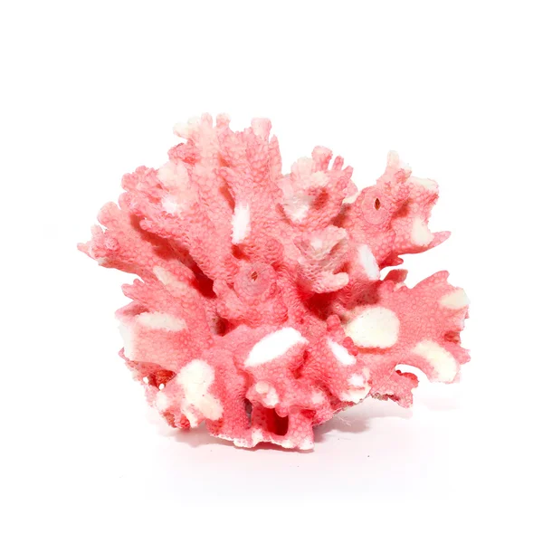 Coral isolated on white background — Stock Photo, Image