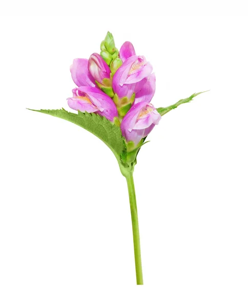 Розовый цветок на белом фоне — стоковое фото