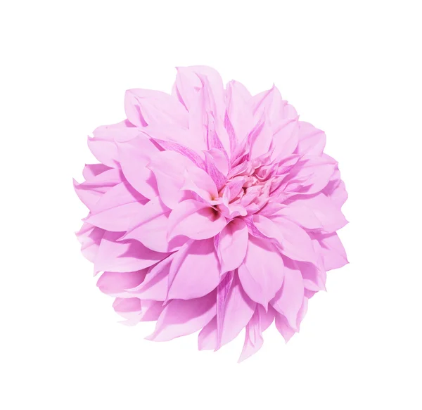 Na białym tle jest delikatny różowy piwonia — Zdjęcie stockowe