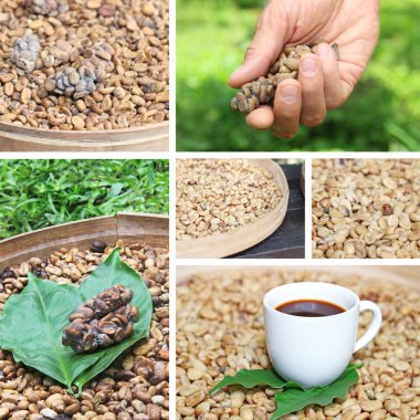 Kolaj kahve luwak kahve çekirdekleri luwak