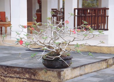 Masanın üzerinde bir tencerede bonsai ağacı