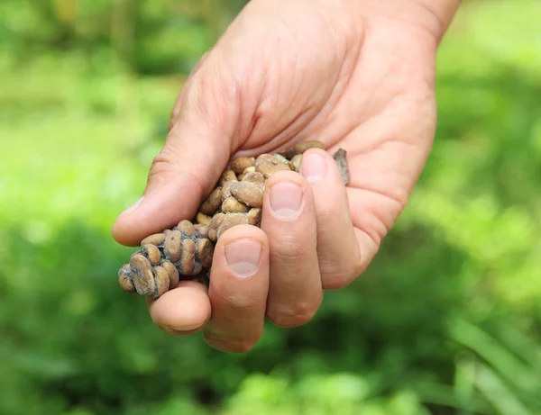 Mano maschile in possesso di un chicchi di caffè luwak — Foto Stock