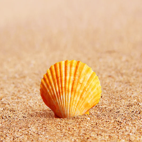 Shell op zand — Stockfoto