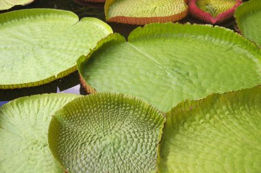 Victoria regia - dünyanın en büyük nilüfer