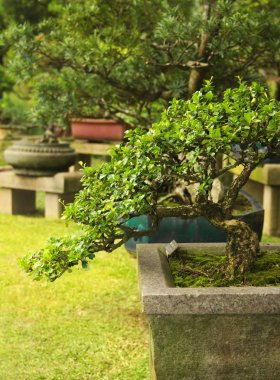 Egzotik Bahçe bonsai