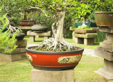 Egzotik Bahçe bonsai