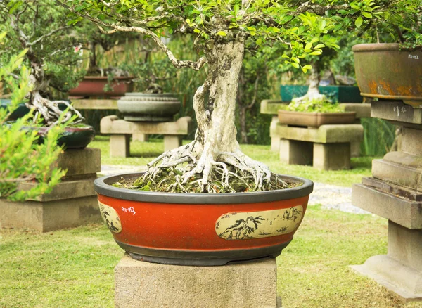 Egzotyczny ogród bonsai — Zdjęcie stockowe