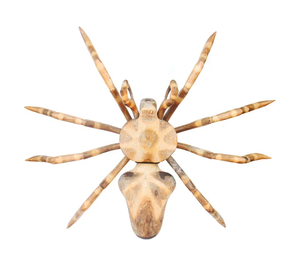 Aranha isolada no fundo branco — Fotografia de Stock