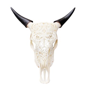 Buffalo skull izole