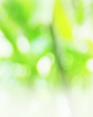 Yeşil doğa arka plan bulanık