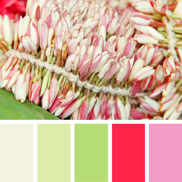 Цветут розовые цветы. Образцы цветовой палитры
