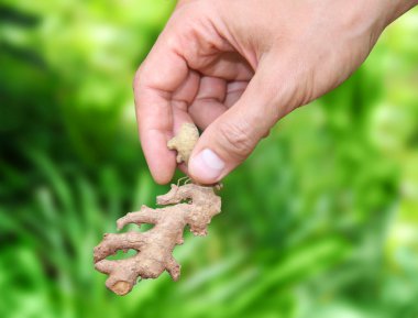 Ginger root in the hands of men