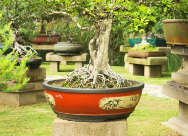 Egzotik Bahçe bonsai