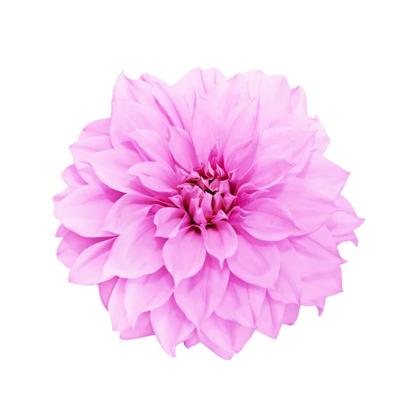 Gentle pink peony is isolated on the white — Stock Photo, Image