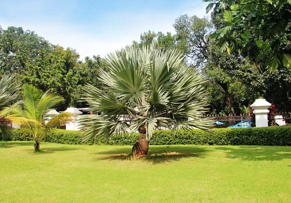 Palmera en un hermoso parque — Foto de Stock