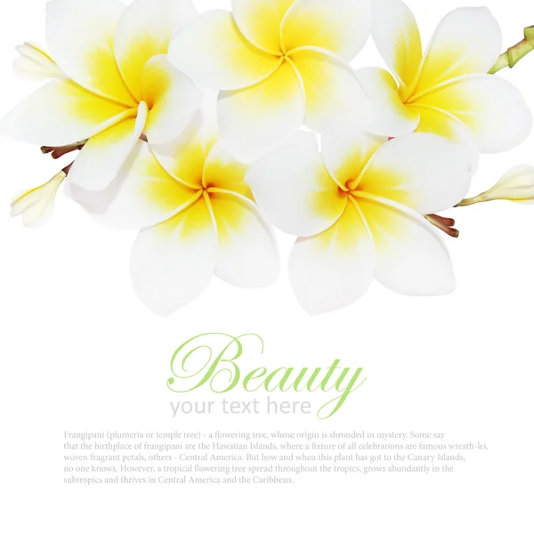 Blommande frangipani isolerade på vit bakgrund — Stockfoto