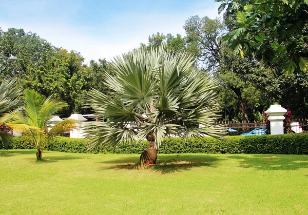 Palm tree in a beautiful park — Stock Photo, Image