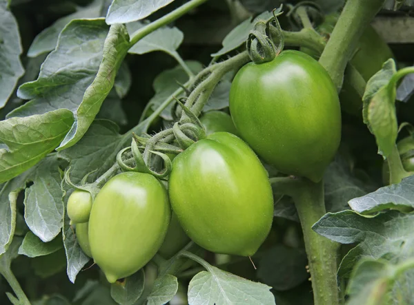 Junge grüne Tomaten auf dem Feld — Stockfoto