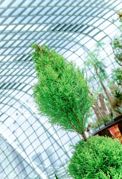 Green small tree in a glass greenhouse — Stock Photo, Image