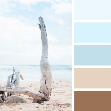Dry tree on the beach.  color palette swatches. pastel  hues