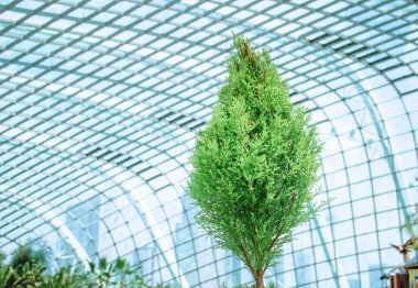 green small tree in a glass greenhouse