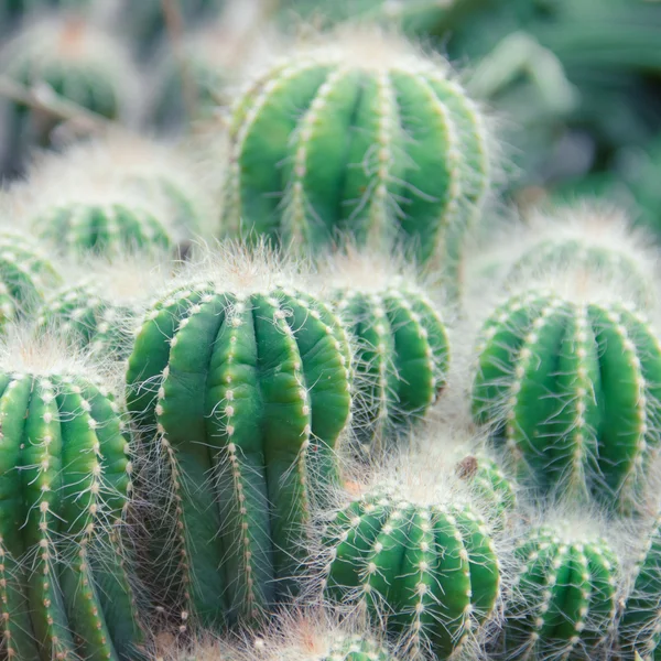 Cactus Plant. Shallow depth of field — Stock Photo, Image