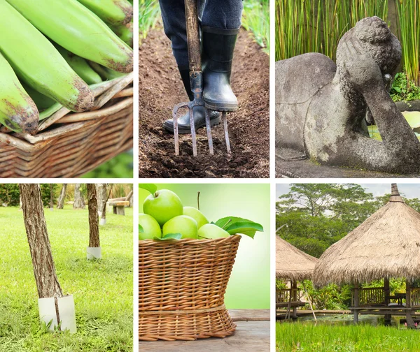 Colagem de fotos em cores verdes — Fotografia de Stock