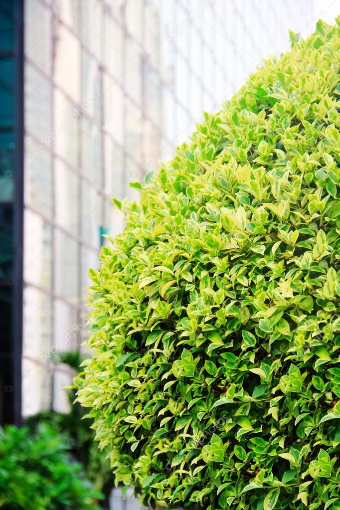 green tree on a street in the city