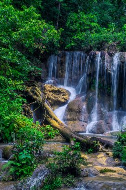 Fotoğraf ormanda çekildi Lacandona Chiapas Mexico