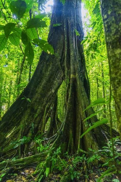 Fotografia Scattata Nella Giungla Lacandona Chiapas Messico — Foto Stock