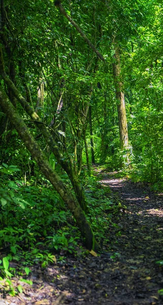 Fotografia Scattata Nella Giungla Lacandona Chiapas Messico — Foto Stock