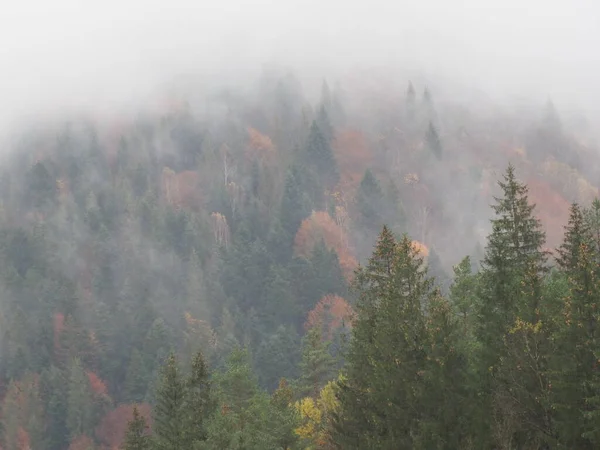 Forêt Automne Dans Brouillard Après Pluie — Photo