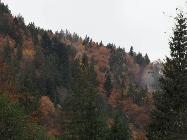 Bosque Otoño Niebla Después Lluvia —  Fotos de Stock