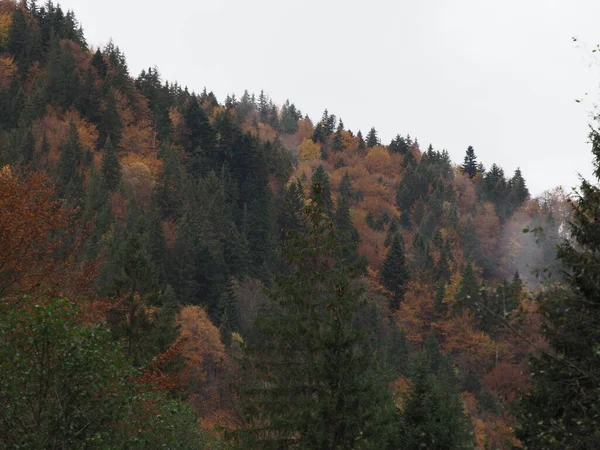 Höstskog Dimman Efter Regnet — Stockfoto