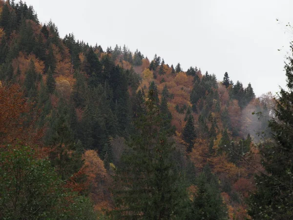 Őszi Erdő Ködben Eső Után — Stock Fotó