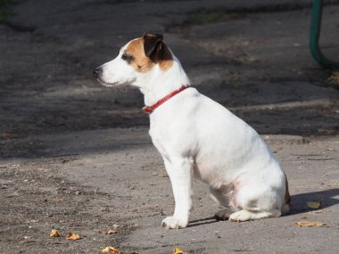 Kafasında siyah noktalar olan kırmızı yakalı beyaz bir köpeğin portresi.