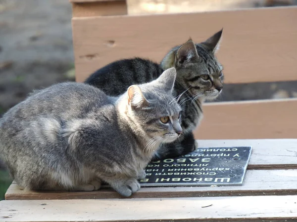 Porträtt Två Hemlösa Grå Kattungar Gatan — Stockfoto