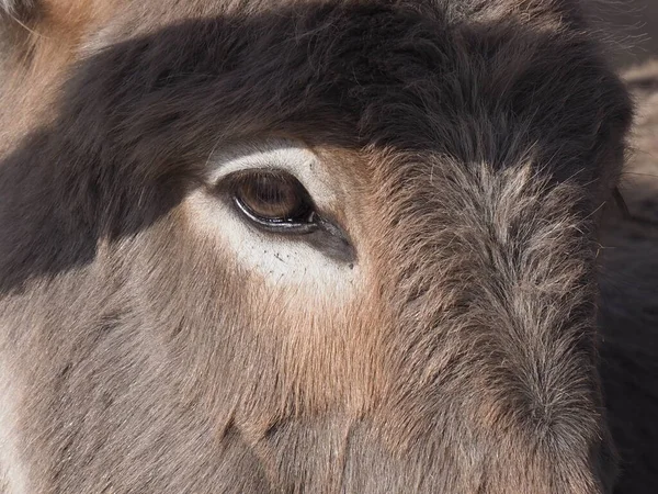 灰色驴子的肖像 — 图库照片