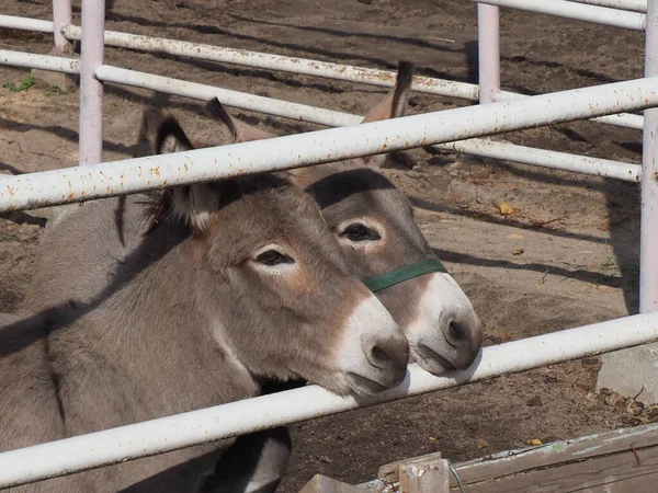 Retrato Par Burros Grises Una Cerca — Foto de Stock