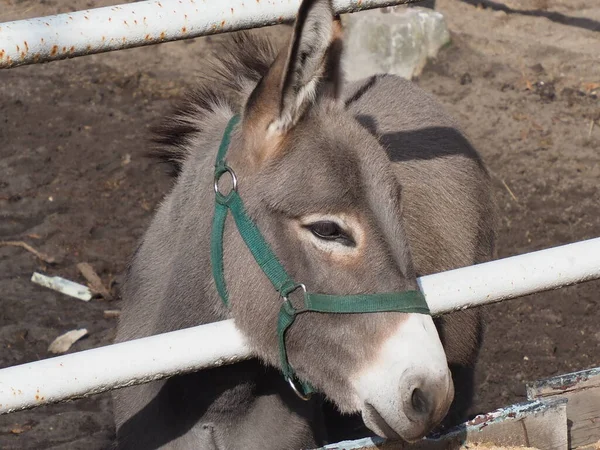 Retrato Par Burros Grises Una Cerca — Foto de Stock