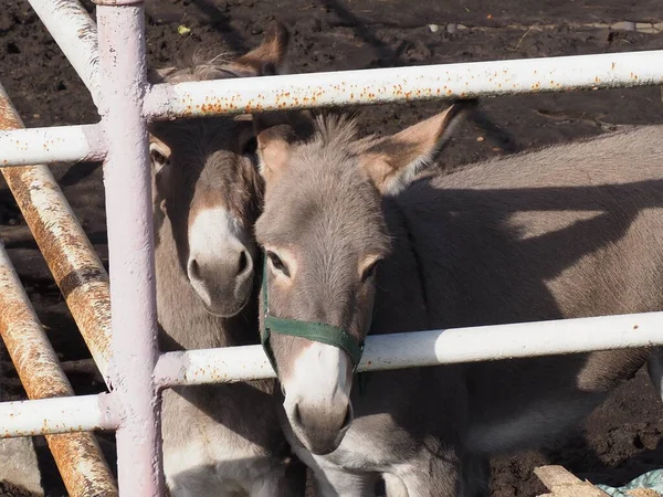 Retrato Par Burros Cinzentos Uma Cerca — Fotografia de Stock