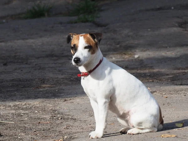 Porträt Eines Weißen Hundes Mit Rotem Halsband Und Dunklen Flecken — Stockfoto