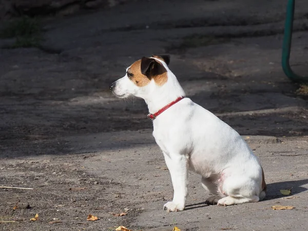 Retrato Cão Branco Sentado Com Uma Gola Vermelha Manchas Escuras — Fotografia de Stock