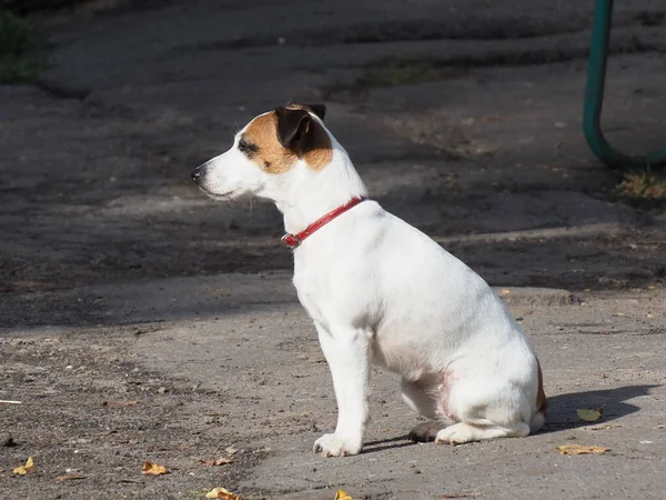 Porträt Eines Weißen Hundes Mit Rotem Halsband Und Dunklen Flecken — Stockfoto