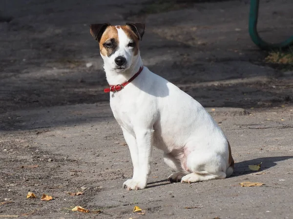 Ritratto Cane Bianco Seduto Con Colletto Rosso Macchie Scure Sulla — Foto Stock