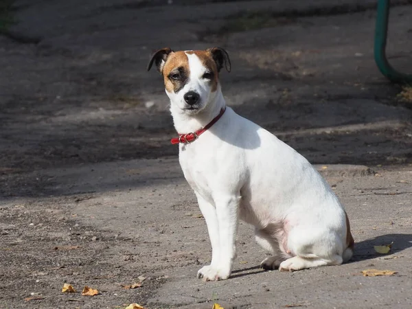 Портрет Белой Собаки Сидящей Красным Воротником Темными Пятнами Голове — стоковое фото