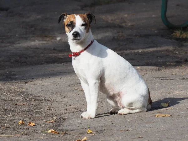 頭に赤い襟と暗い斑点のある白い犬の肖像画 — ストック写真