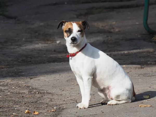 Kafasında siyah noktalar olan kırmızı yakalı beyaz bir köpeğin portresi.