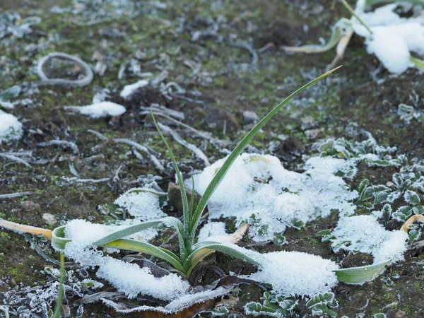 Germogli Verdi Aglio Invernale Piena Terra Sotto Neve — Foto Stock