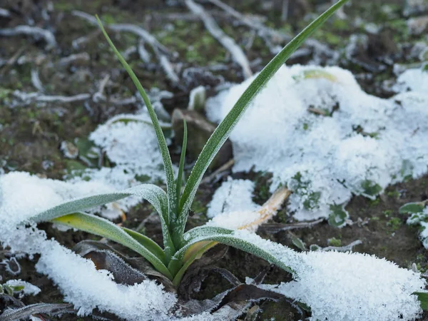 Germogli Verdi Aglio Invernale Piena Terra Sotto Neve — Foto Stock